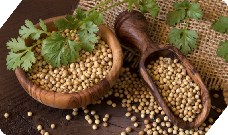 CORIANDER SEEDS